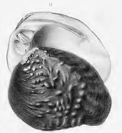 specimen image from publication
