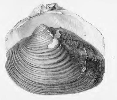 specimen image from publication