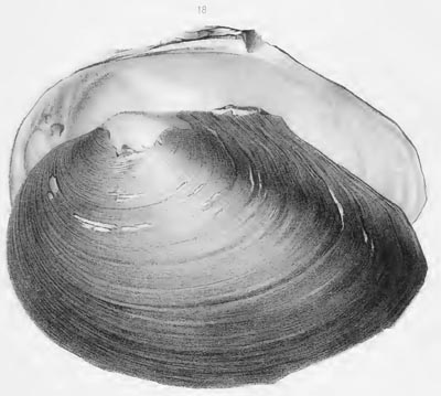 specimen image from publication