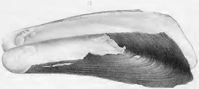 specimen image from publication