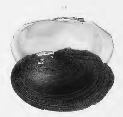specimen image from publication
