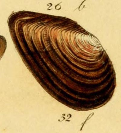 specimen image from publication