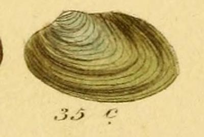 specimen image from publication