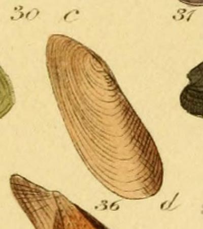 specimen image from publication