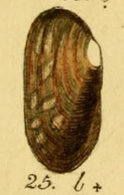 specimen image from publication