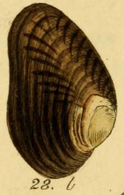 specimen image from publication