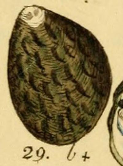 specimen image from publication