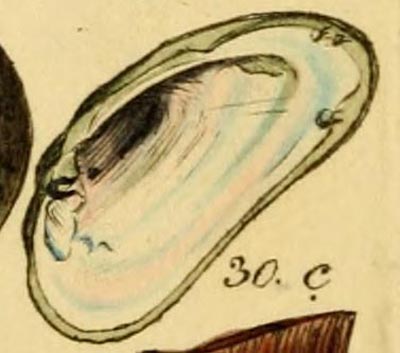 specimen image from publication