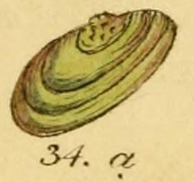 specimen image from publication
