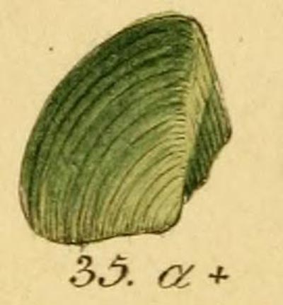 specimen image from publication