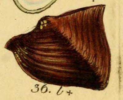 specimen image from publication