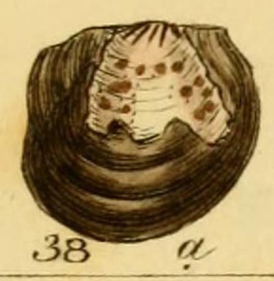 specimen image from publication