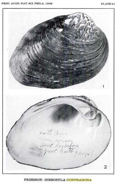 specimen image from publication