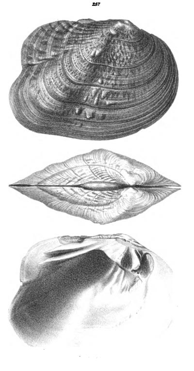 specimen image from publication