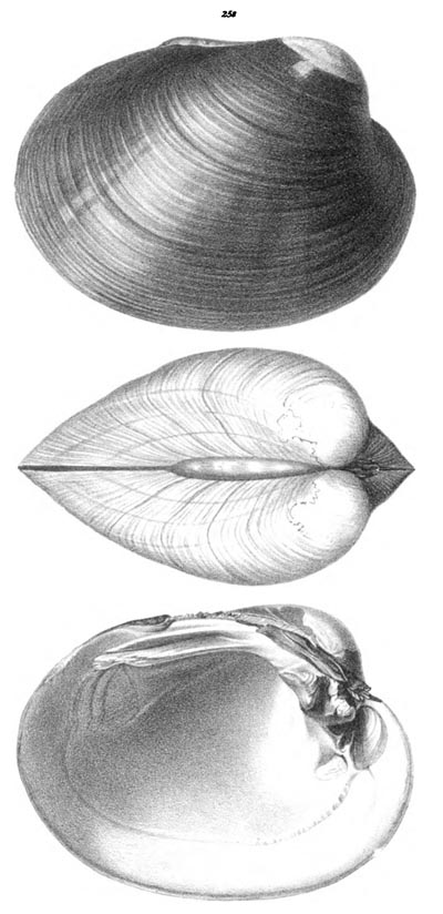specimen image from publication