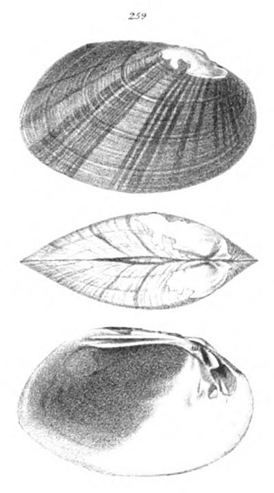 specimen image from publication