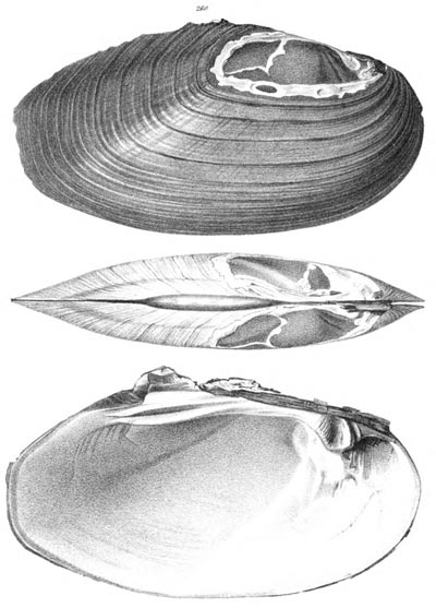 specimen image from publication