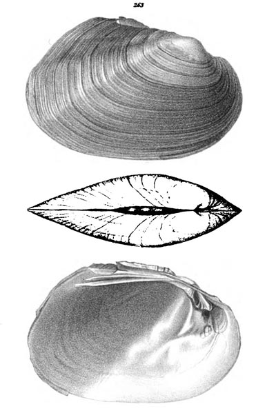 specimen image from publication