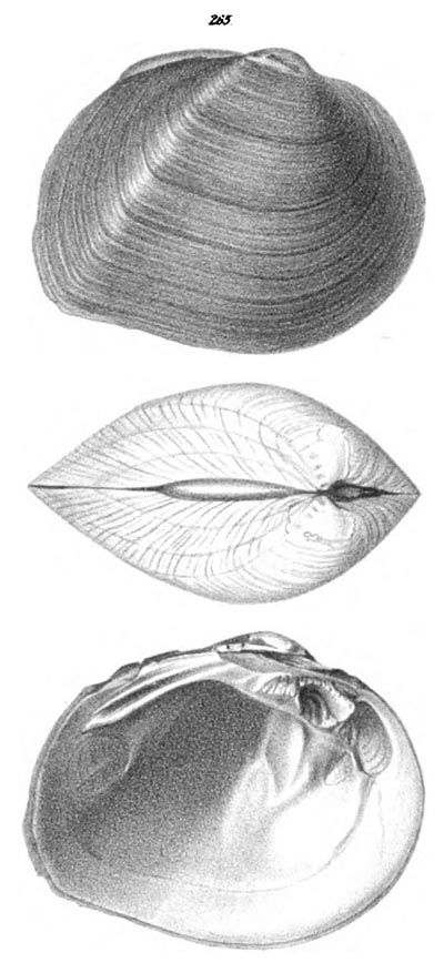 specimen image from publication
