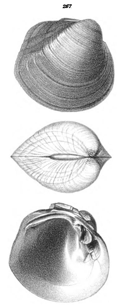 specimen image from publication
