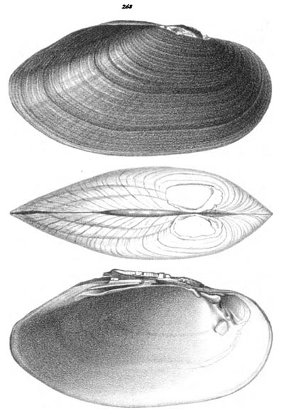specimen image from publication