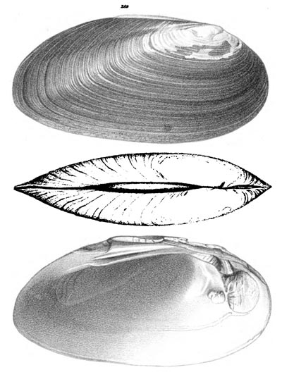 specimen image from publication