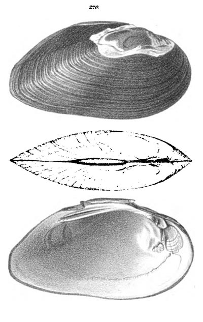 specimen image from publication