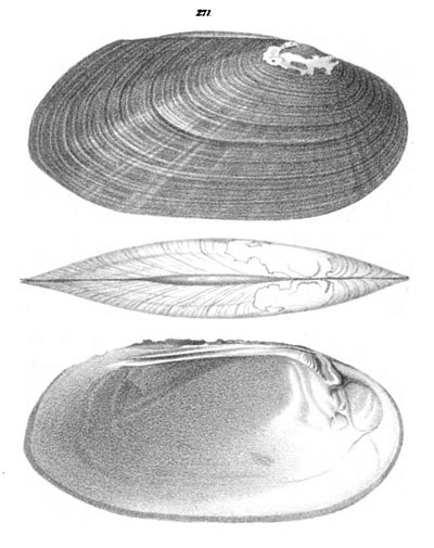 specimen image from publication