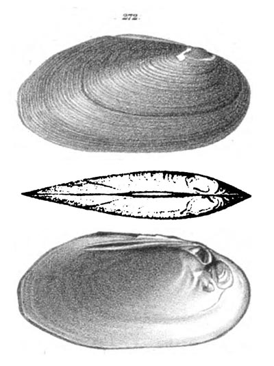 specimen image from publication