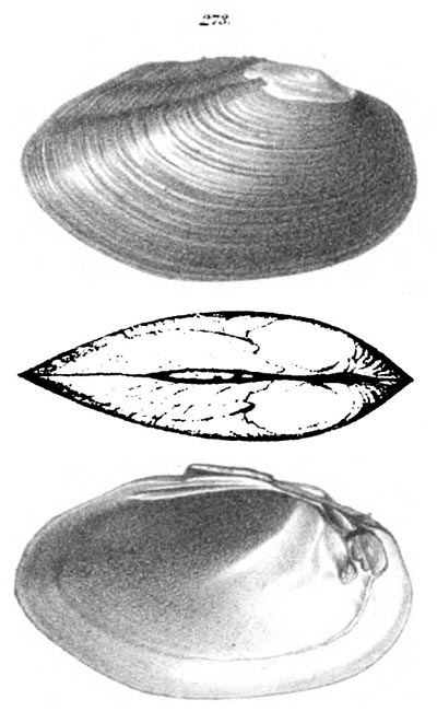 specimen image from publication