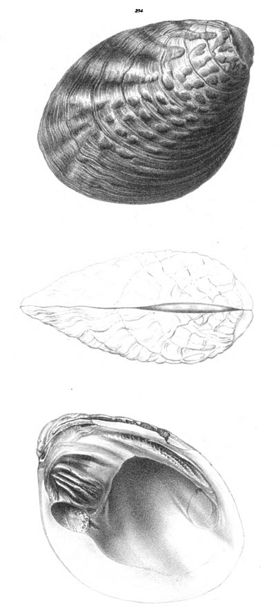 specimen image from publication