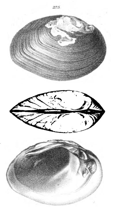 specimen image from publication