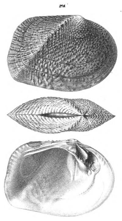 specimen image from publication