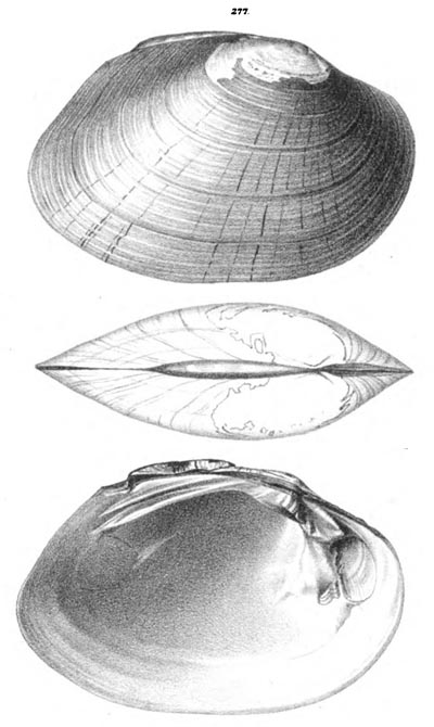specimen image from publication