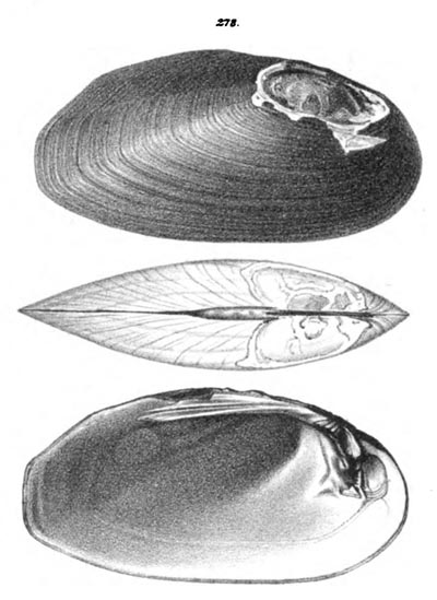 specimen image from publication