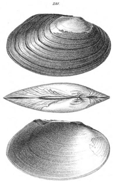 specimen image from publication