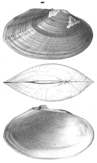 specimen image from publication