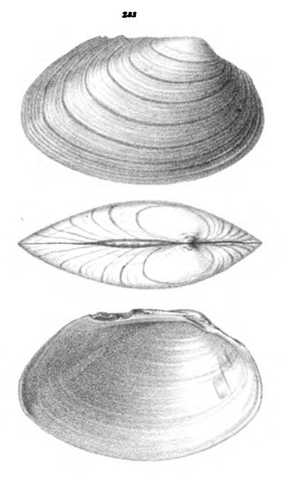 specimen image from publication