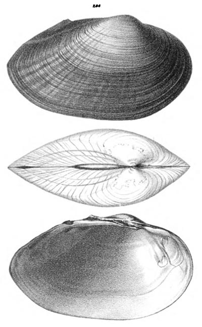 specimen image from publication