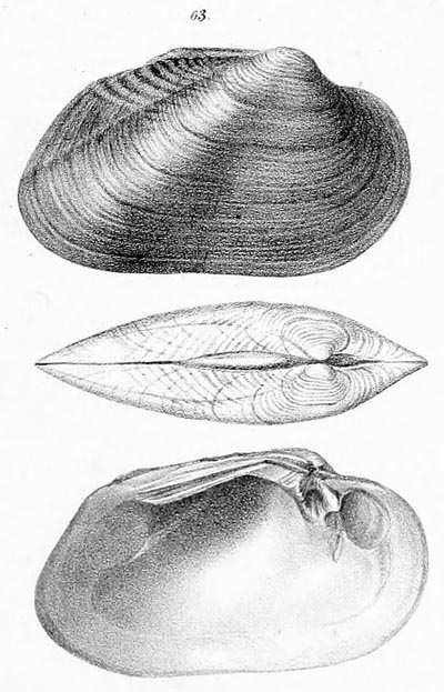 specimen image from publication