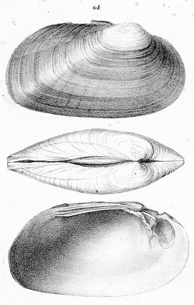 specimen image from publication
