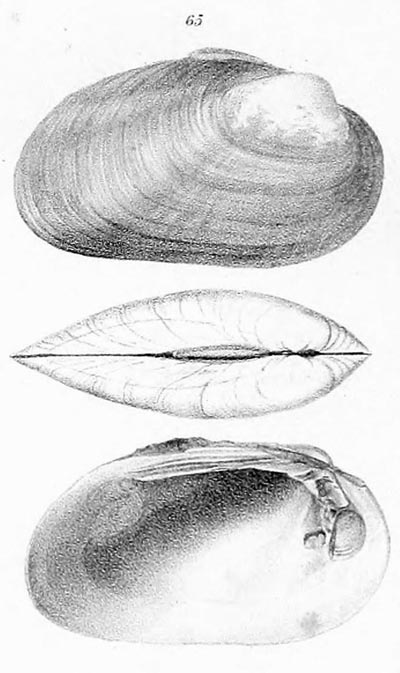 specimen image from publication