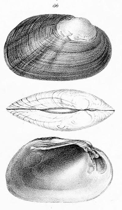 specimen image from publication