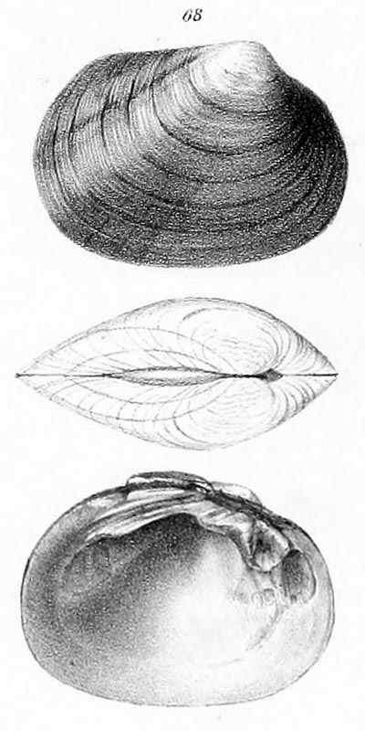 specimen image from publication
