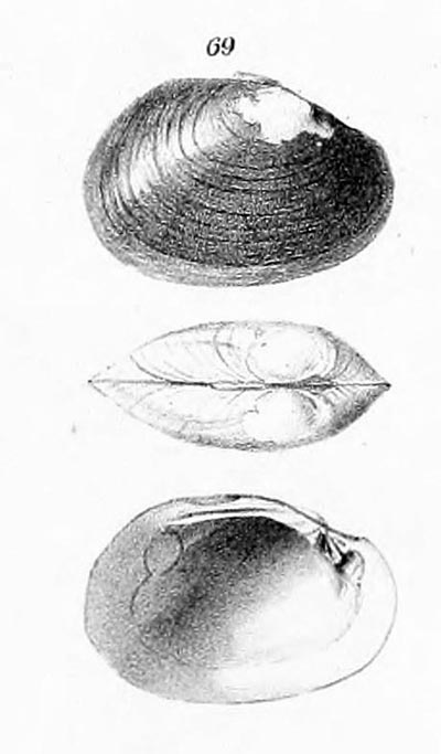 specimen image from publication