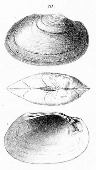 specimen image from publication