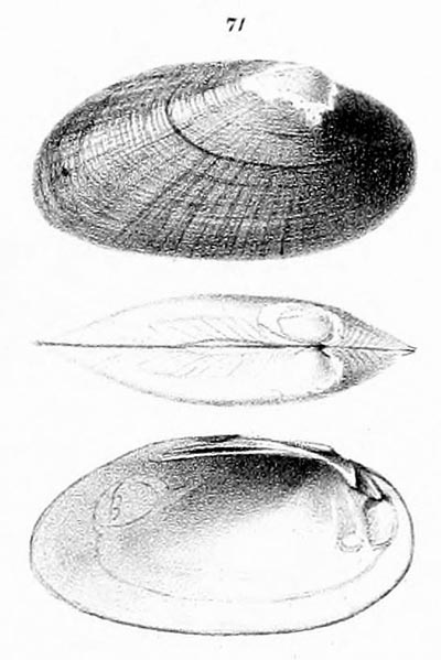 specimen image from publication