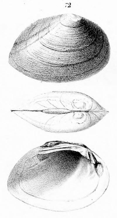 specimen image from publication