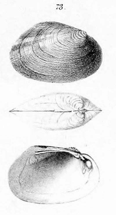specimen image from publication
