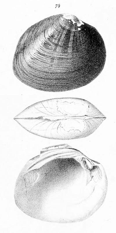 specimen image from publication